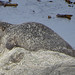 Flickr photo 'Harbor seal (Phoca vitulina) Seehund' by: Werner Witte.