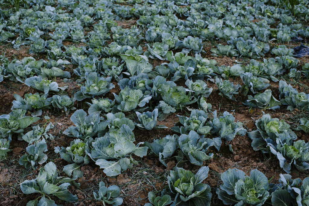 Cabbages in the cabbage field. At the village of Kongoussi, gardening area, near Lake Bam. Maize, cabbage, lettuce, potatoes, beans...
