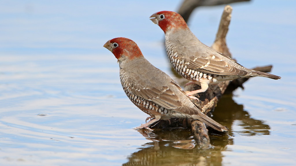 brown bird with red head: Identification, Behavior, and Conservation Red-Headed Finch