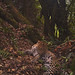 Leopard relaxing in the forest