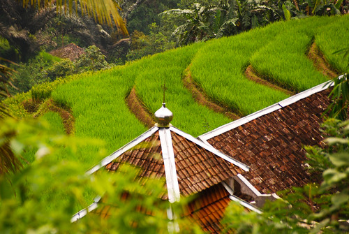 gunungsimpang foodproduction foodsecurity landuse livelihoods ricefield infrastructure economicimpact cifor indonesia nutrition agriculturalland mosque smallscalefarming rice horizontal agriculture sustainableagriculture westjava traditionalfarming shootangle communityforestry villages paddy livingconditions rainforests kabupatencianjur jawabarat id