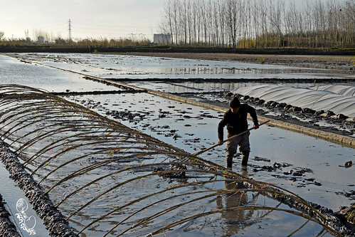 people cultivate cultication landscape wideshot work rice iran water reflection