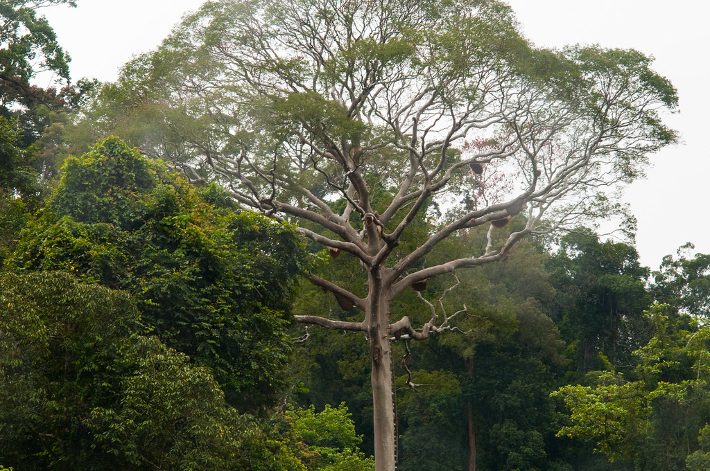 Forest landscape in East Kalimantan.