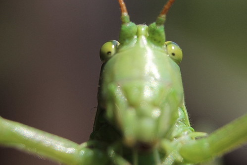 Tettigonia viridissima- Great Green Bush-Cricket | by peter959
