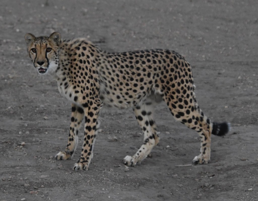 Animal Ark Cheetah's | Cheetah's run at Animal Ark outside o… | Flickr