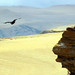 Vulture in Reserva Nacional De Paracas, Peru