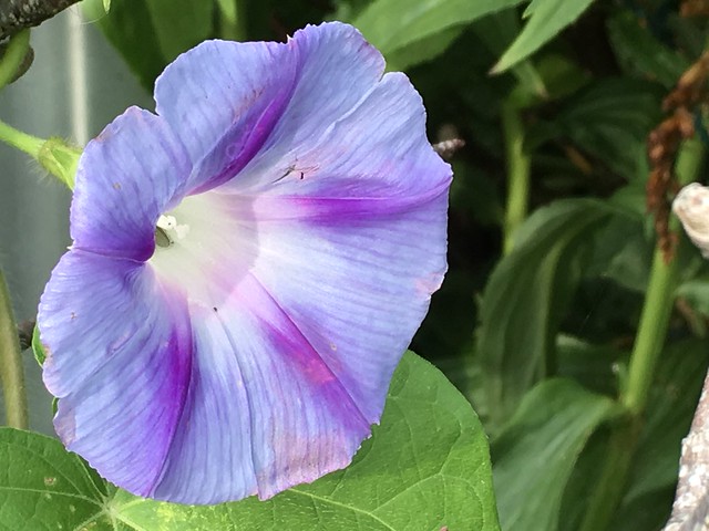 Ipomoea purpurea 'Dacapo Light Blue' (Back Garden)