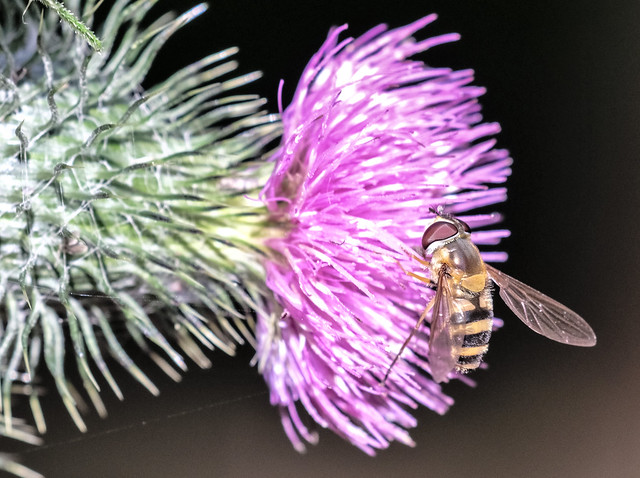 vertical hoverfly on a horizontal thistle