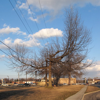 This one's from a powerline treepruning project I worked on in Toledo.