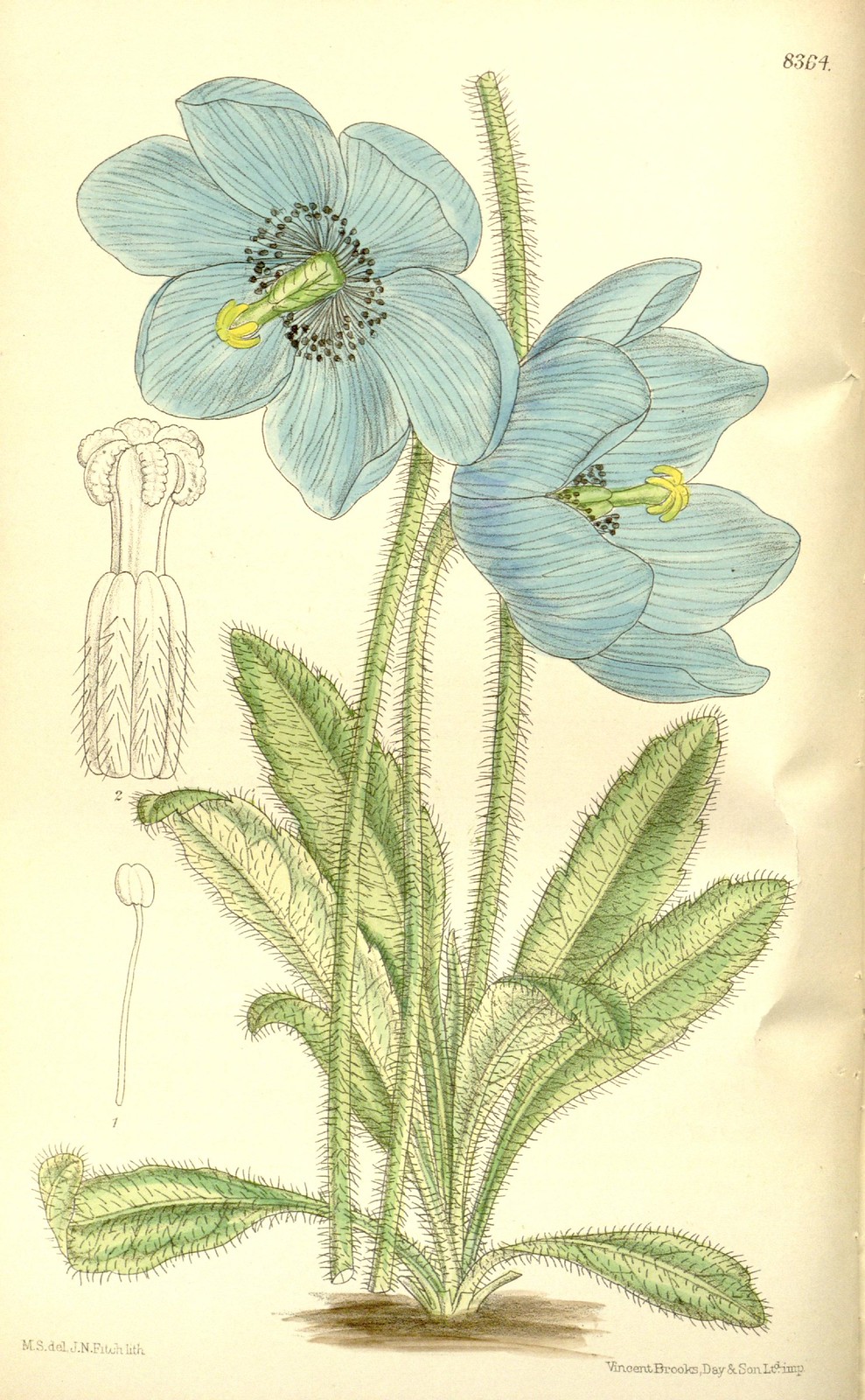 Curtis's botanical magazine v.137 [ser.4:v.7] (1911) | Flickr