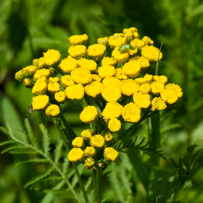 Tansy flowers (with bonus insect)