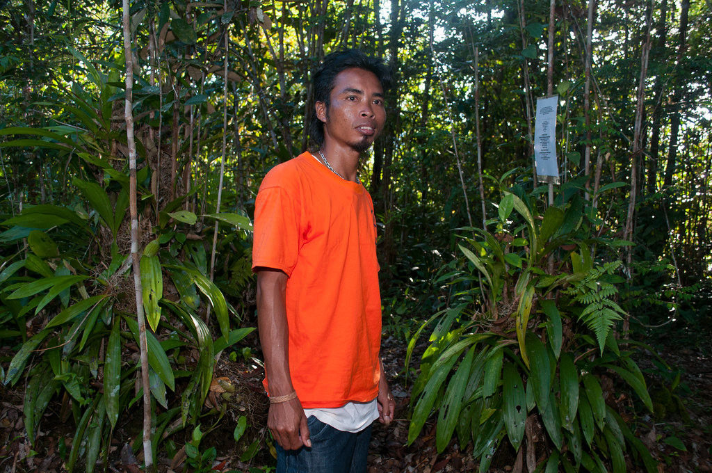 Yulianto (Abenk) the secretary of Selimbau orchid garden community posing in front of orchid plants. Orchids grows at very low...