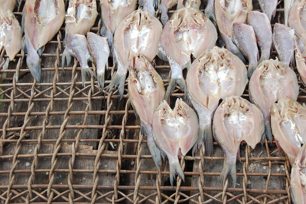 After the fish is caught its head is cut off then it's eviscerated and left to dry, Lake Sentarum, West...