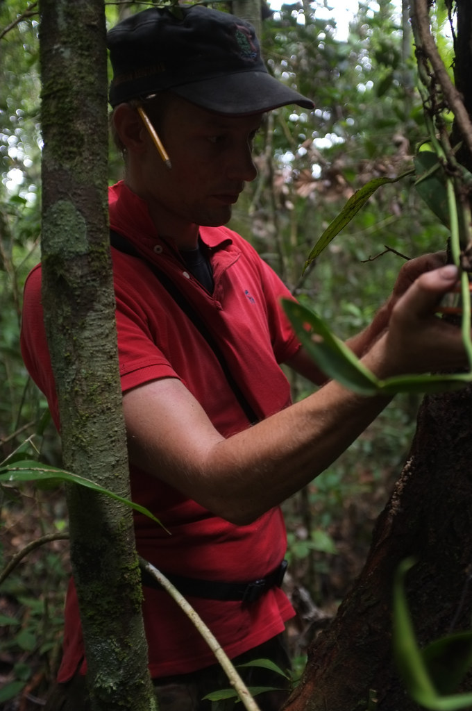 Measuring carbon stock in Berbak National Park, Jambi, Sumatra, Indonesia.