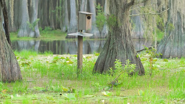 2017-07-26 Two Baby Wood Ducklings join our swamp family - please view full-screen