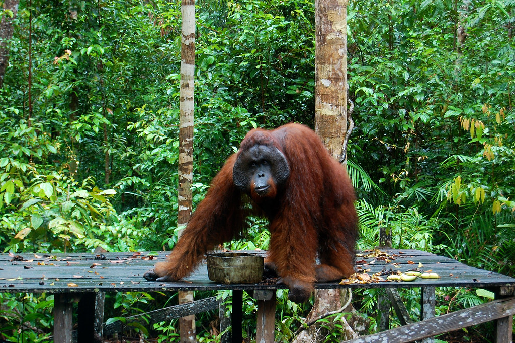 A male orangutan (Pongo pygmaeus) at Tanjung Puting National Park. The park which is 3,040km² has a number of different...