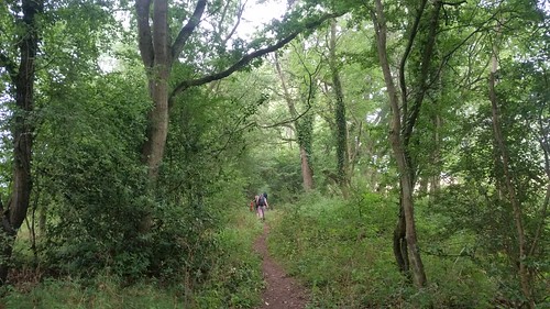 3. Woodland stretch on Oxfordshire Way 