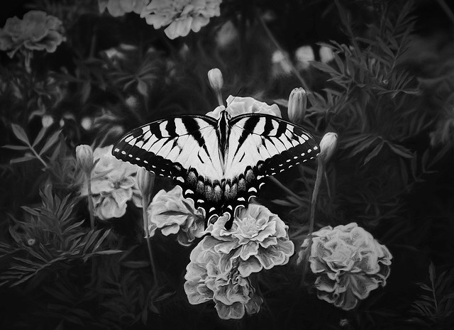 Black and White Swallowtail
