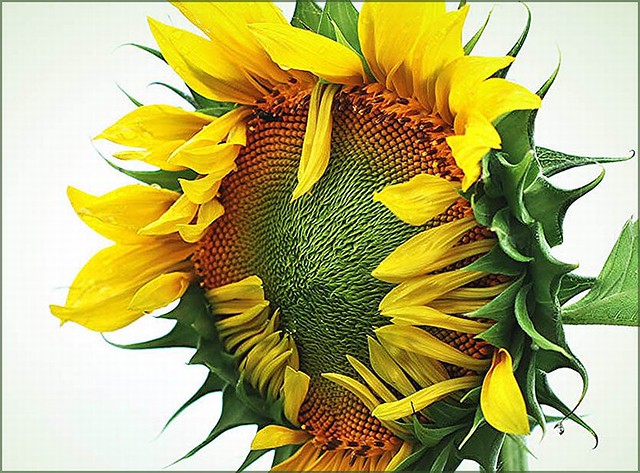 Sunflower( soon full open)