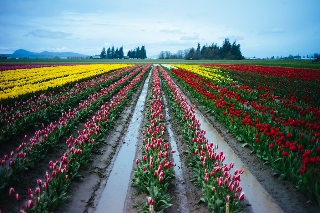 Tulip Festival, Skagit Valley. | Matthew Benton | Flickr