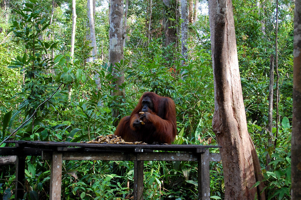A female orangutan (Pongo pygmaeus) eating at Tanjung Puting National Park. The park which is 3,040km² has a number of...