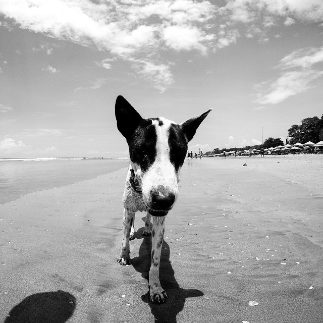 Beach Dog 1 - Seminyak