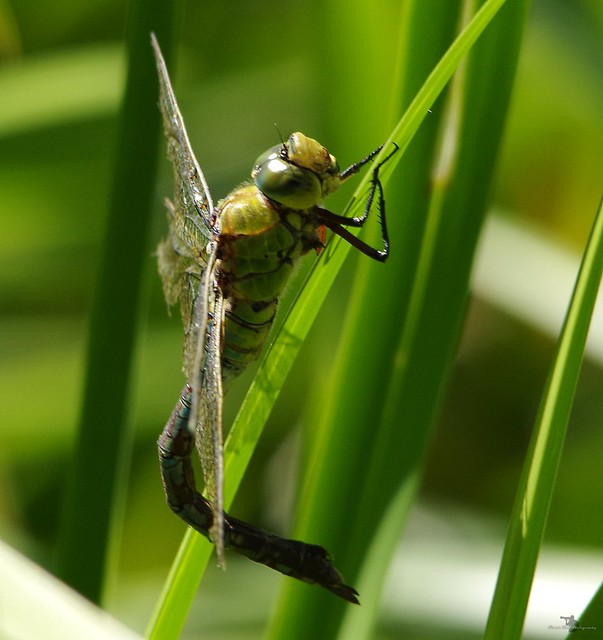 emperor dragonfly or blue emperor