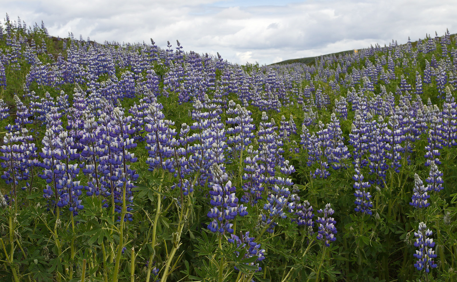 Lupins are everywhere!