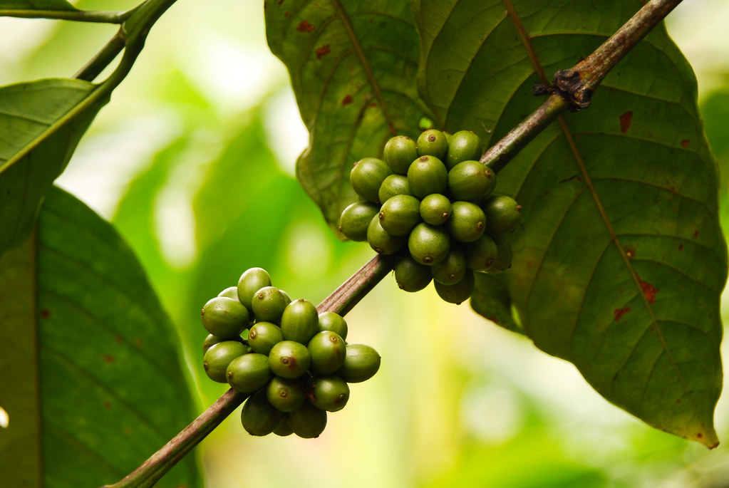 Coffee fruits in Gunung Simpang, West Java, Indonesia, February, 2009.