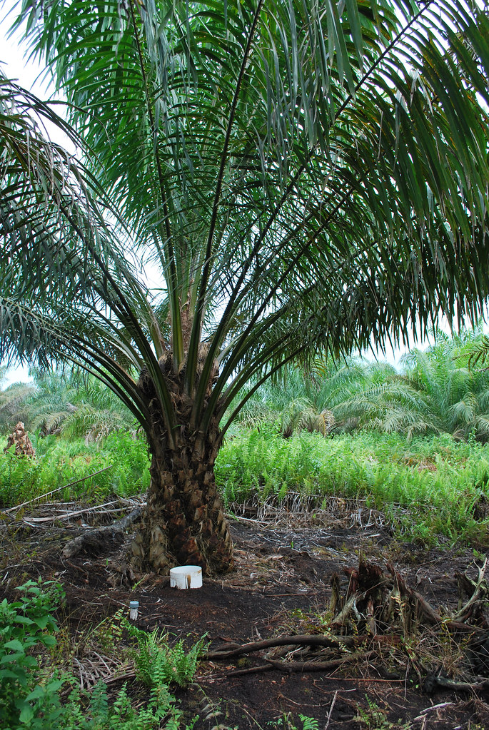An oil palm tree, Jambi, Sumatra, Indonesia.