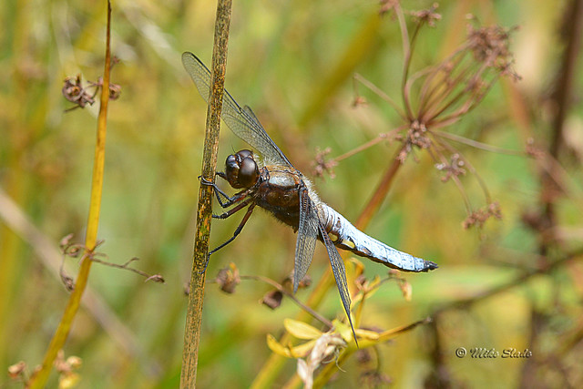 Broad-bodied Chaser (m)