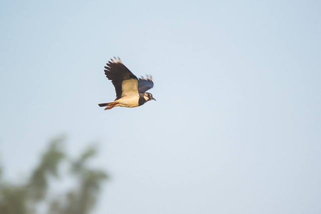 A flying northern lapwing