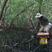Mangrove at Pulau Dua Natural Reserve
