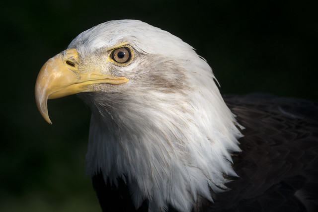 bald eagle - Alaska Zoo  Anchorage