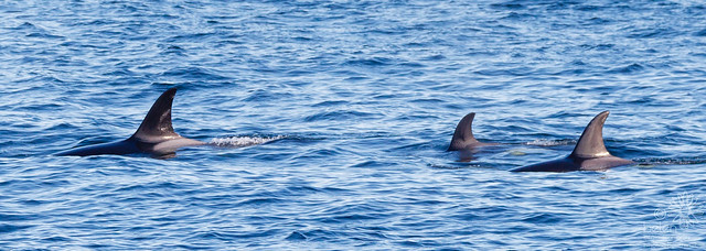 Transient Orcas mom T049A (31 yrs old), calf T049A4 (3 yrs old)  and T049A3 (6 yrs old)