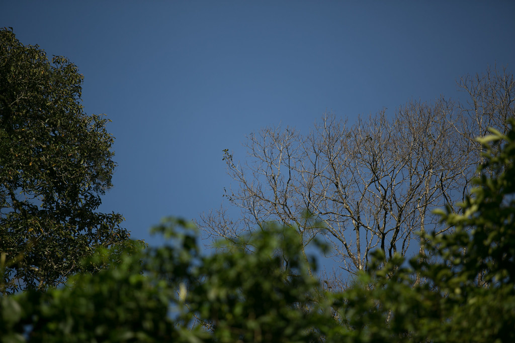 Trees in Gunung Halimun-Salak National Park, Java, Indonesia.
