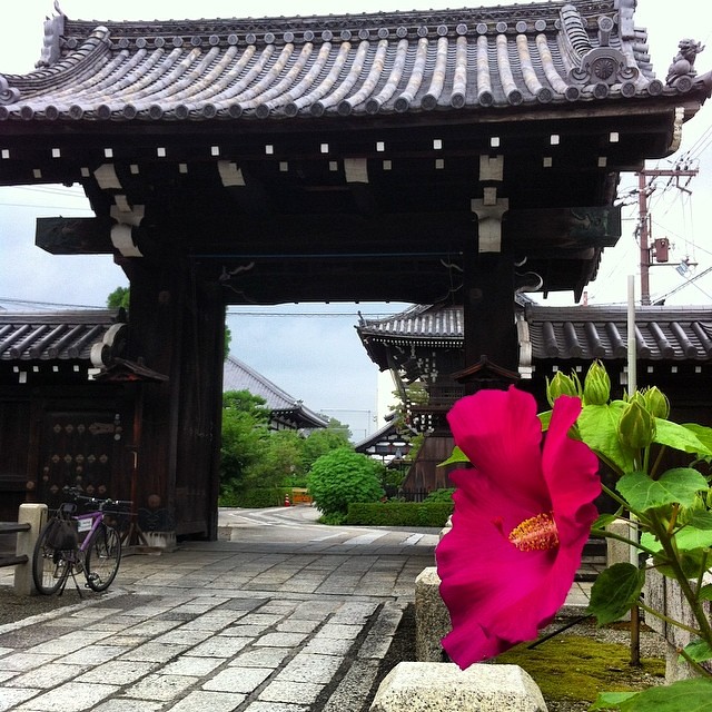 【 THURSDAY MORNING KYOTO 】 #vigore #kyoto # THURSDAY #goodmorningkyoto #妙蓮寺