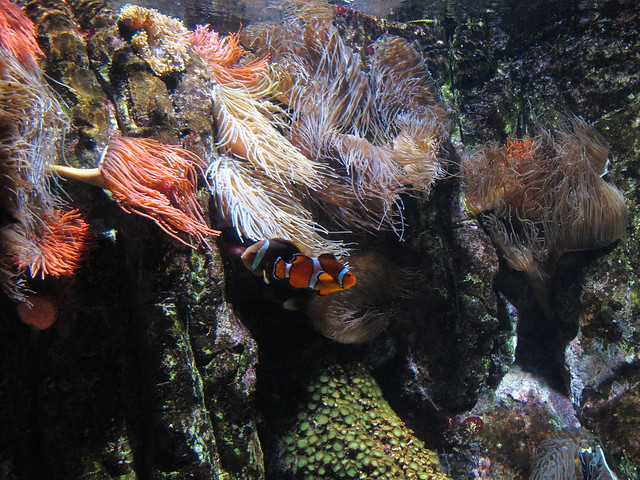 aquarium de la rochelle (france)