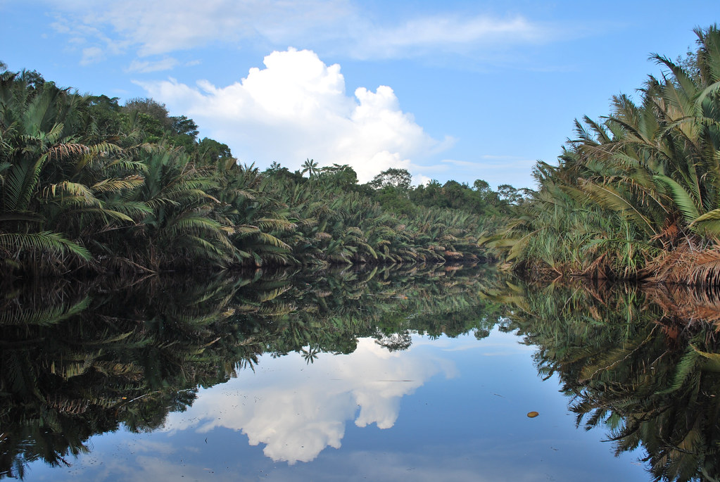 Landscape of Berbak National Park, with an area of 1670km² and 600km² of it being freshwater swamp forest, Sumatra, Indonesia.