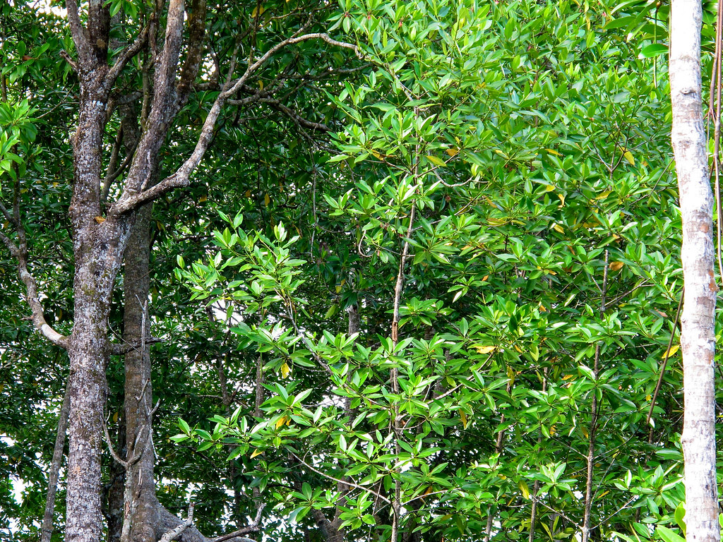 Mangrove forest in Center for International Research (CIFOR) study on above-ground and below-ground biomass in mangrove ecosystems, part of Sustainable...