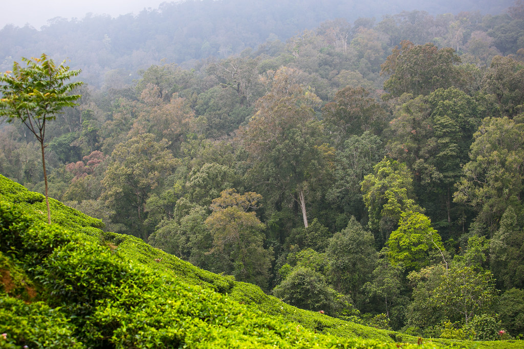 A tea plantation situated in Gunung Halimun-Salak National Park, Java, Indonesia.