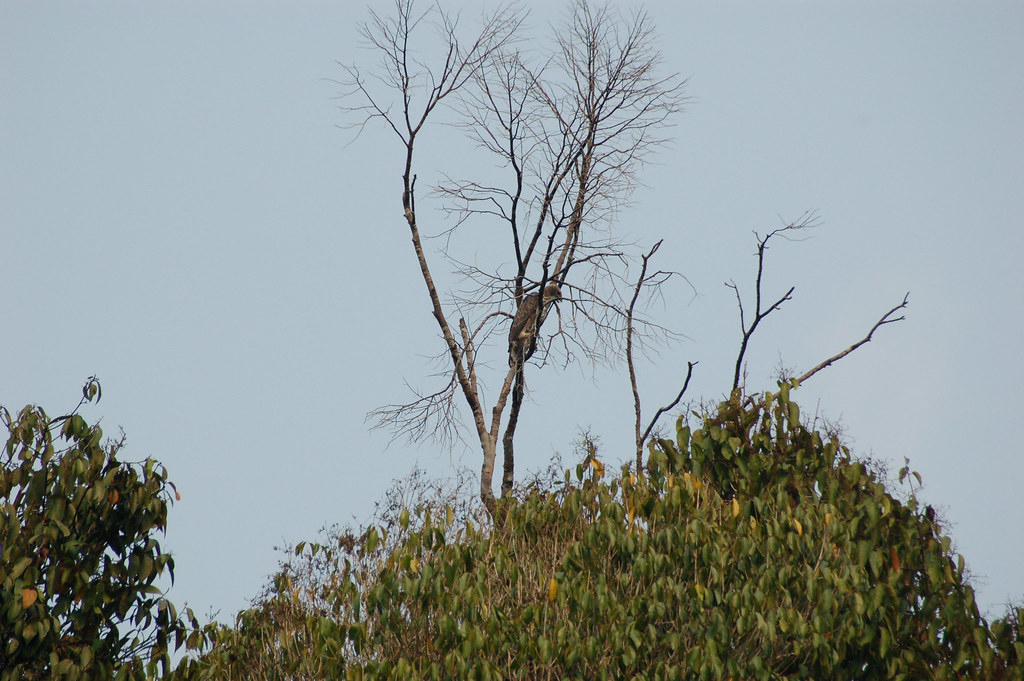 A bird in a tree near Lake Sentarum, West Kalimantan, Indonesia.