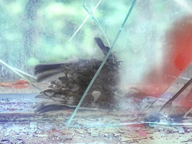 Exploration Lebensborn (Spring of Life): Death Trap for Birds (one of many dead birds there) Todesfalle für Vögel - einer von mehreren. Sonniger Tag, der Vogel hört nichts mehr, auch nicht das Schlagen der Fenster und Türen, es zieht wie im Vogelhaus