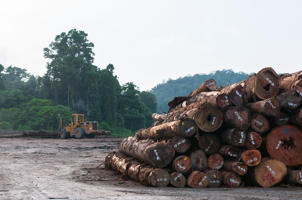 Pile of logs at PT.MAM logpond, Papua.