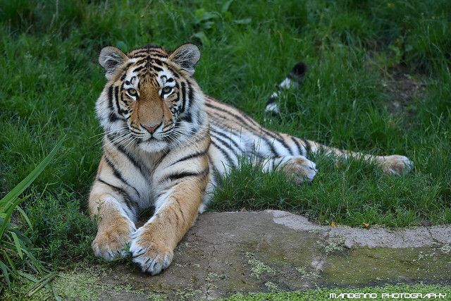 Siberian tiger - Zoo Duisburg