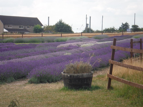 Nursery Field, Hitchin Lavender (Cadwell Farm) SWC Walk 233 - Arlesey to Letchworth Garden City