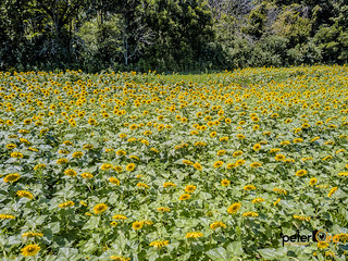 Sunflowers near Matthiessen State Park in Oglesby, IL
