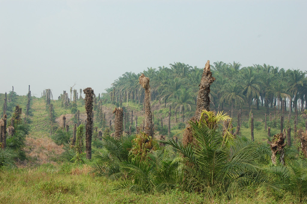 An oil palm plantation in Lake Sentarum, West Kalimantan, Indonesia.