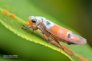 Leafhopper (Sochinsogonia circulorum) - DSC_7081