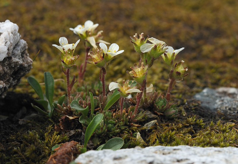 20160627-071F | Polster-Steinbrech (Saxifraga cespitosa) am Torkilstöten, Helagsfjäll. Jämtland / Schweden, 27.06.2016